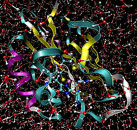 Incorporation with solvate water
    molecules into protein active site, using Molecular Dynamics